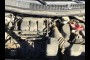 used FORD for CALL 2012 FORD EXPLORER BASE FWD