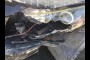 lowest CALL in 2013 KIA OPTIMA SX